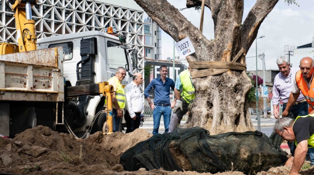 Αιωνόβιες ελιές στην Ιερά οδό