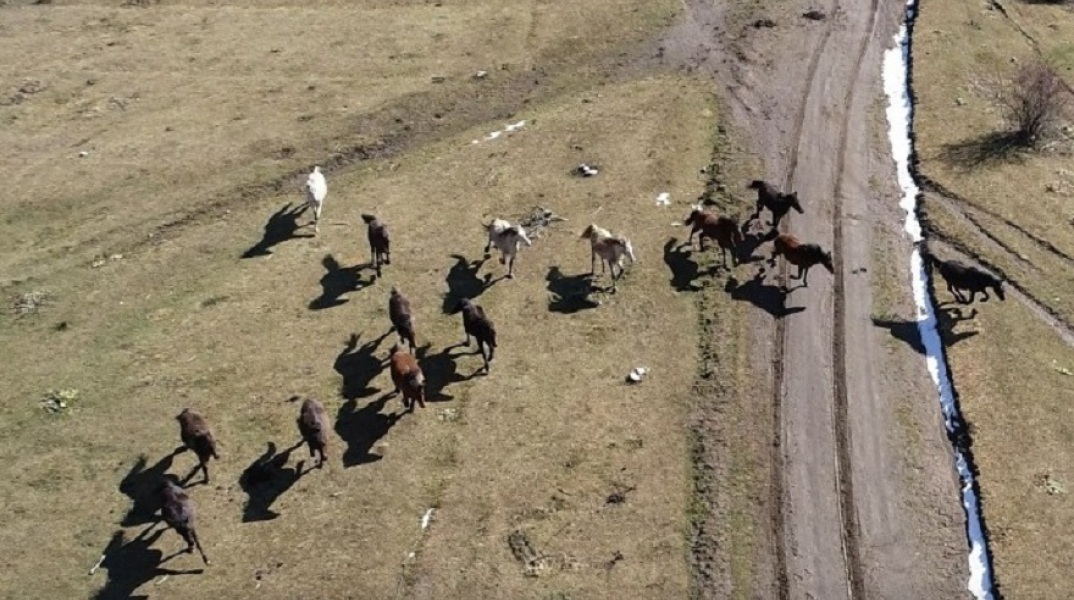 Άγρια άλογα