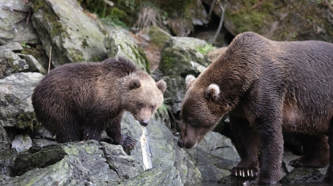Δύο αρκούδες