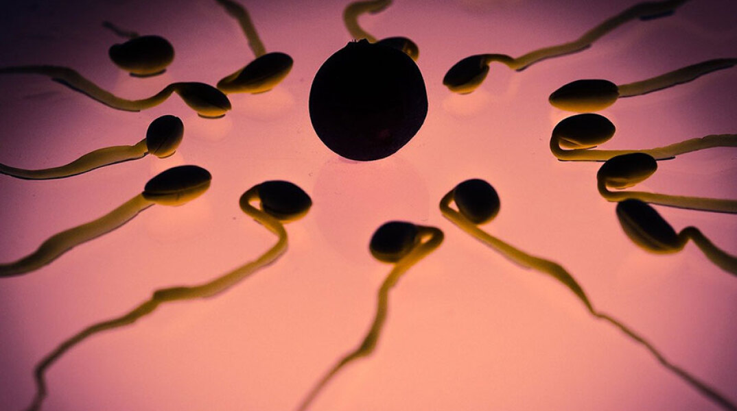 Ωάριο - σπερματοζωάριο