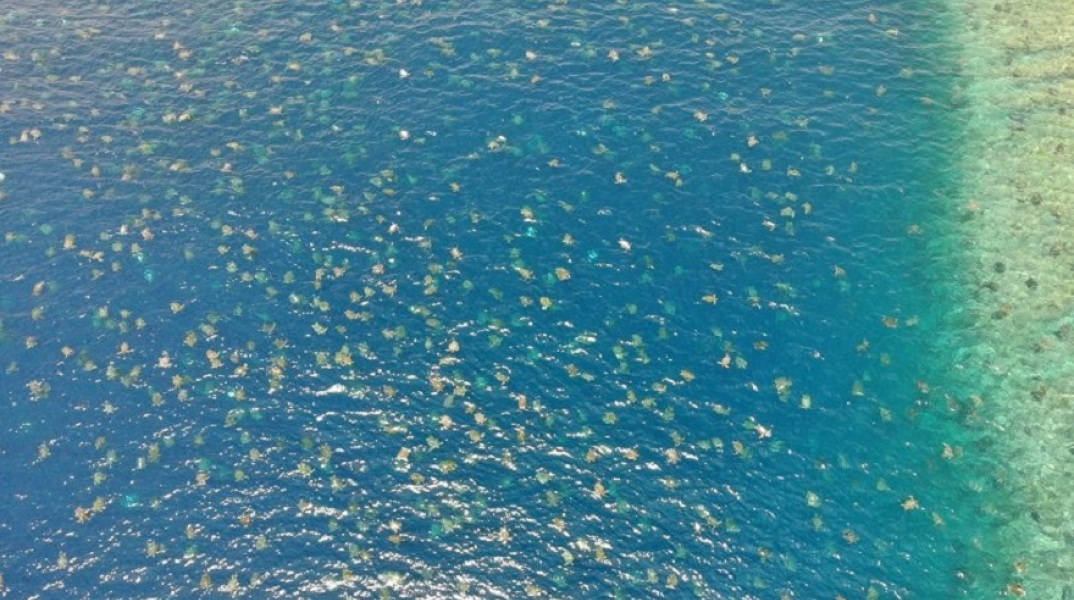 Θαλάσσιες Χελώνες