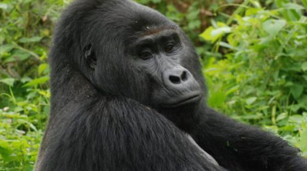 Γορίλας, Ουγκάντα