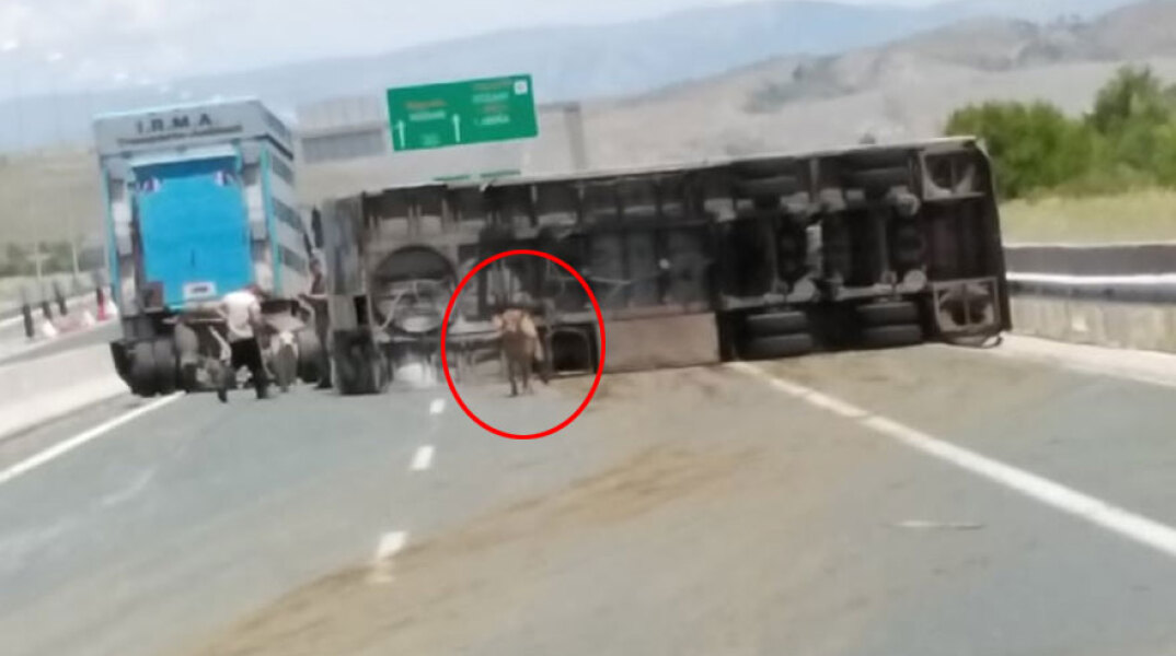 Ανατροπή φορτηγού που μετέφερε αγελάδες στην Εγνατία Οδό