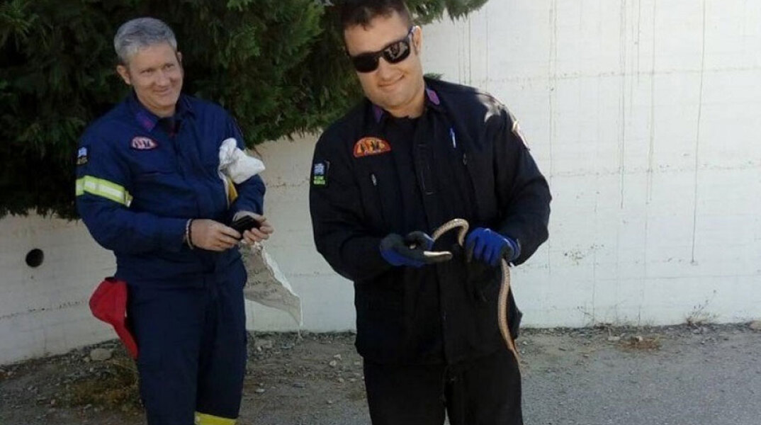 Φίδι στην αυλή δημοτικού σχολείου στην Κρήτη - Το απομάκρυναν πυροσβέστες