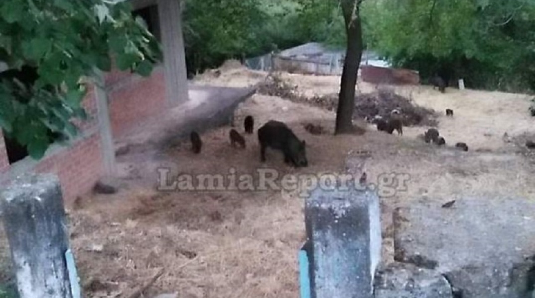 Αγριογούρουνα