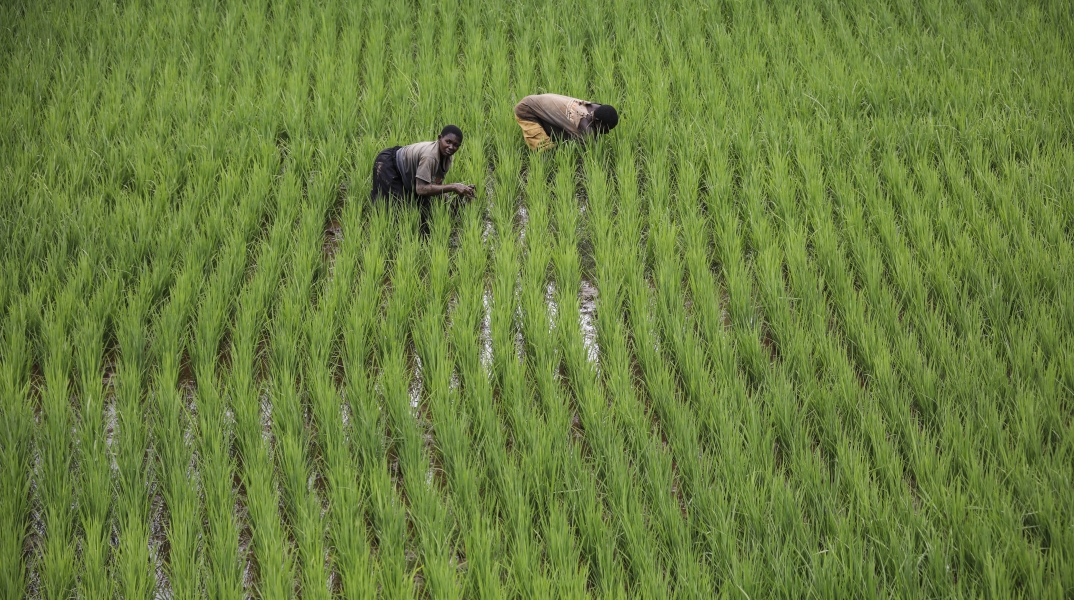 Η γεωργία «μηδενικών αποβλήτων» κερδίζει έδαφος στην Αφρική 