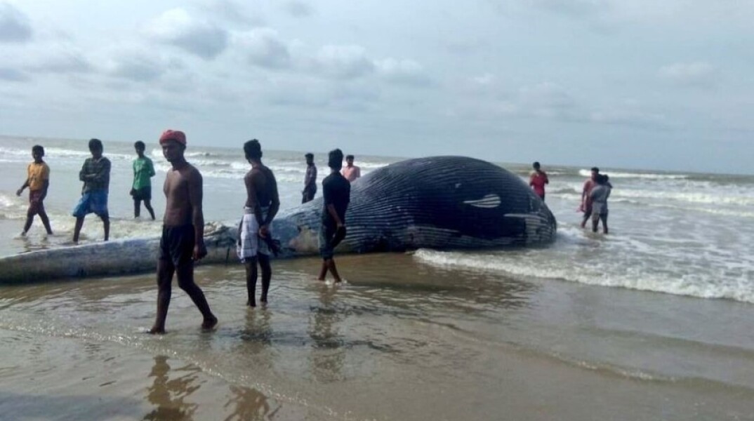 Νεκρή Φάλαινα