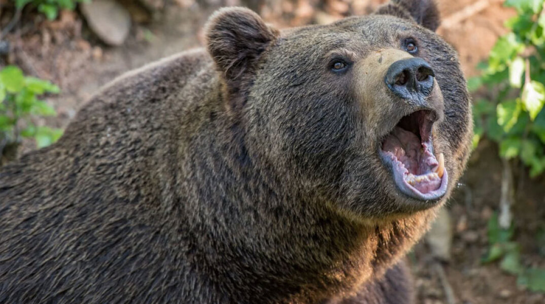 Συνάντηση με αρκούδα: Πώς μπορούμε να αποτρέψουμε ενδεχόμενη επίθεση