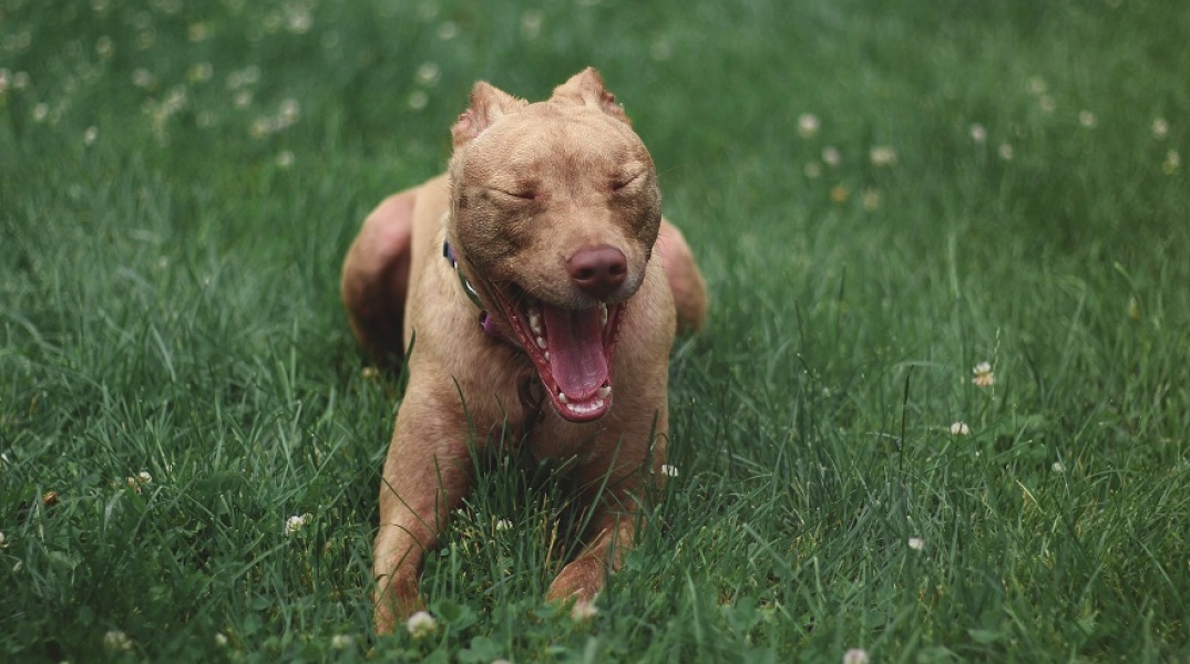 Σκύλος Pitbull