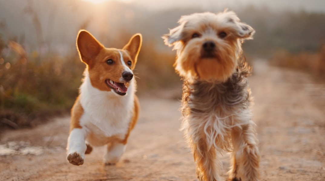 Δύο μικρά σκυλιά τρέχουν