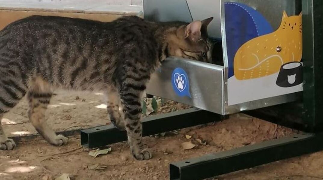 O δήμος Αθηναίων θα τοποθετήσει νέες ταΐστρες για αδέσποτα ζώα 