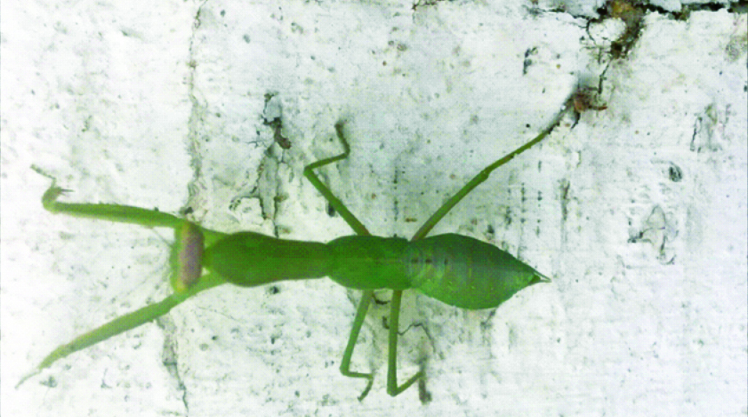 Η Λιβελούλα και ο Μάντις 