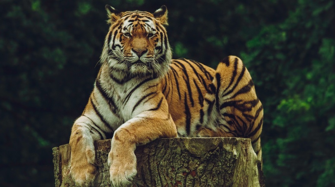 Τίγρης πάνω σε έναν κορμό δέντρου