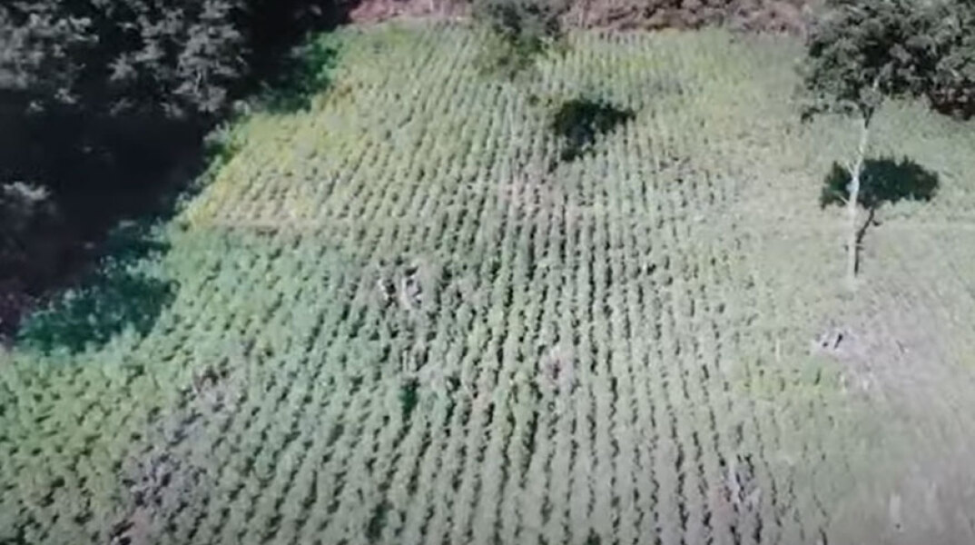 Φυτεία με 13.852 δενδρύλλια κάνναβης σε ορεινή περιοχή στα Γρεβενά