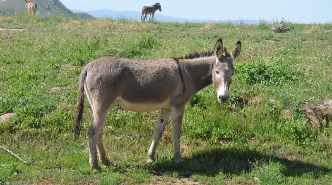 Λάρισα: Πρόστιμο 3.500 ευρώ σε 40χρονο για κακοποίηση μουλαριών