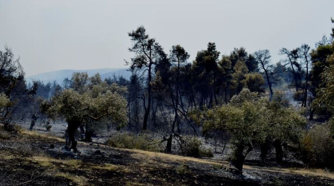 Φωτιά στην Κορινθία 