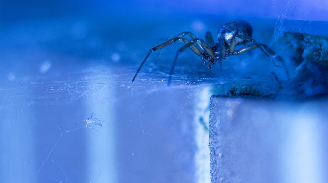 Μαύρη αράχνη: Η «μαύρη» χήρα με το δηλητήριο που προκαλεί έντονο πόνο ακόμα και παραισθήσεις
