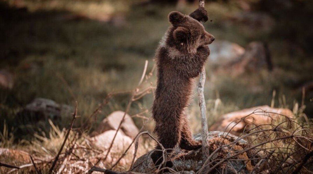 Καστοριά: Αίσιο τέλος για το αρκουδάκι που είχε εγκλωβιστεί