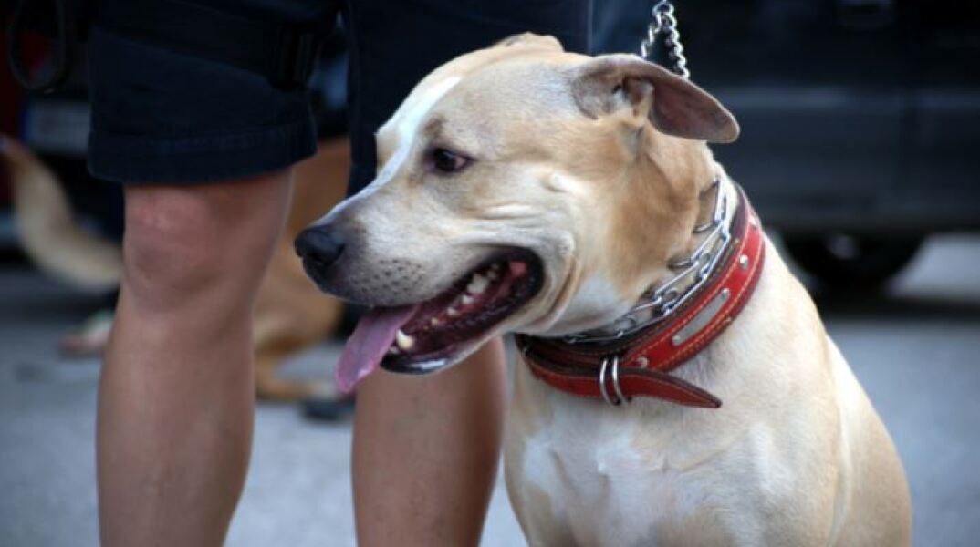 Ανοιχτή επιστολή από 120 φιλοζωικές οργανώσεις