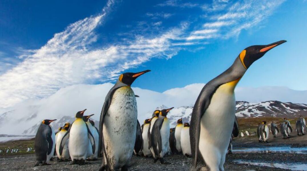 Αυτοκρατορικοί πιγκουίνοι