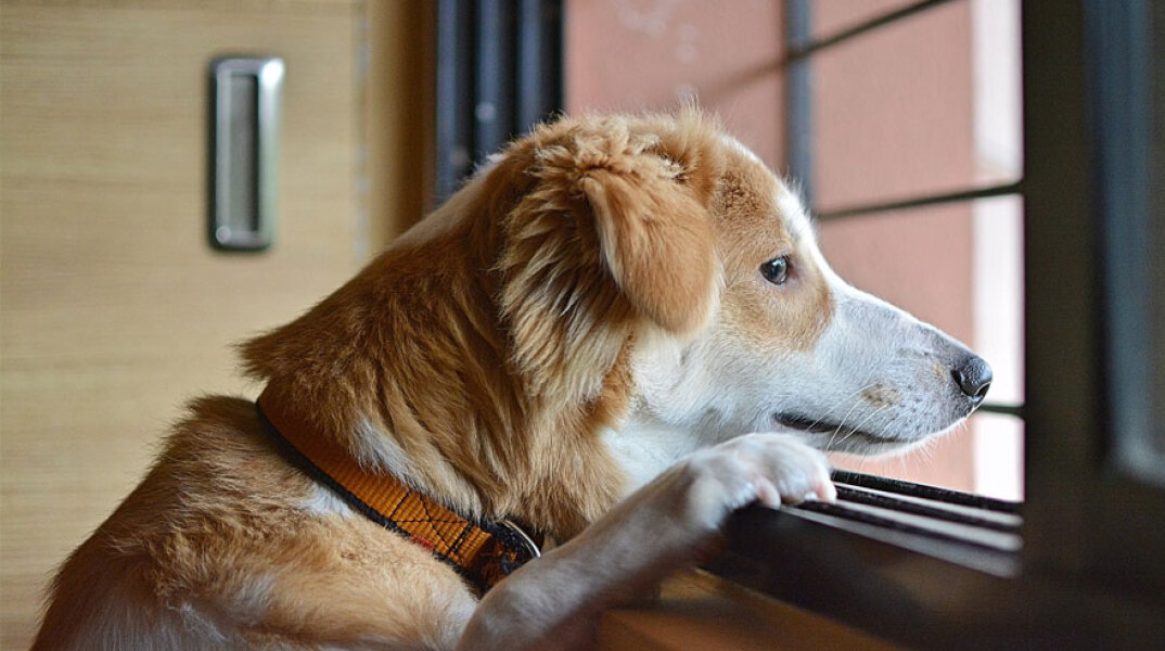 Σκύλος πέθανε σε διαμέρισμα στη Λάρισα - Τον άφησε μόνο πίσω 19χρονος φοιτητής για να πάει διακοπές