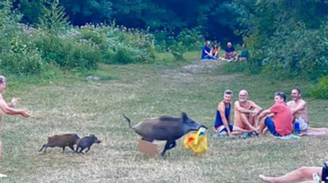 Γερμανία: Γυμνός άντρας κυνηγάει αγριογούρουνο σε λίμνη 