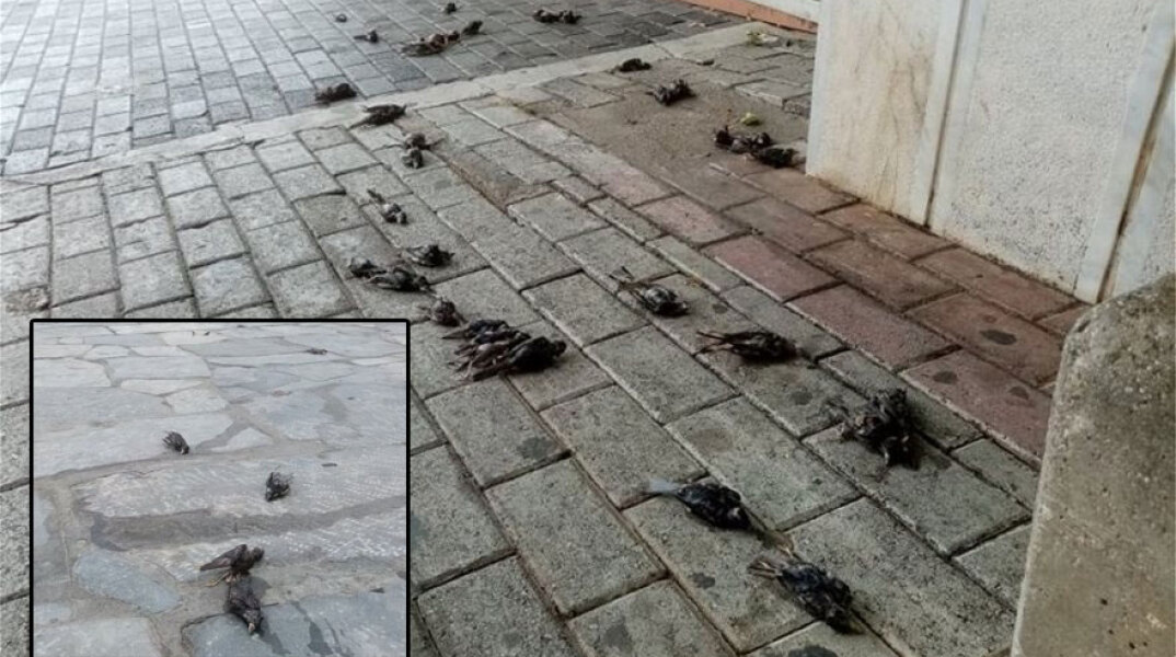 Κακοκαιρία στην Εύβοια: Δεκάδες πουλιά νεκρά στη Χαλκίδα