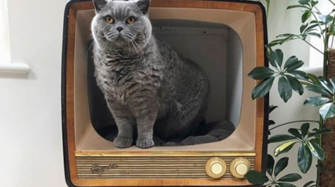 VIntage τηλεοράσεις μετατρέπονται σε σπίτια για γάτες (εικόνες)