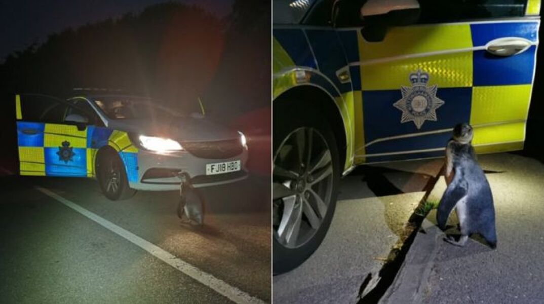 Ο πιγκουίνος που βρήκε η αγγλική αστυνομία στη μέση του δρόμου