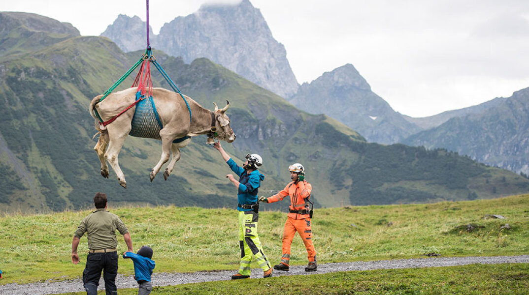«Πετώντας» φεύγουν οι τραυματισμένες αγελάδες στην Ελβετία - Τις μεταφέρουν με ελικόπτερο