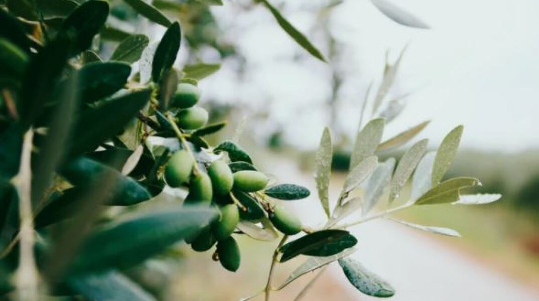 Ελαιόδεντρο