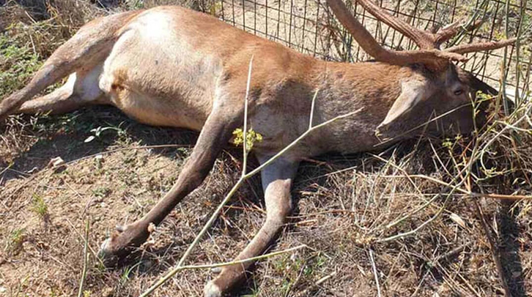 Σκότωσαν το ελάφι που ζούσε κοντά σε κατοικίες στην Πάρνηθα