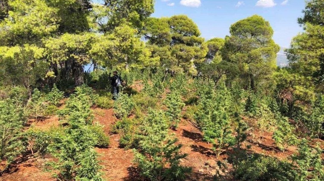 Φυτεία χασίς