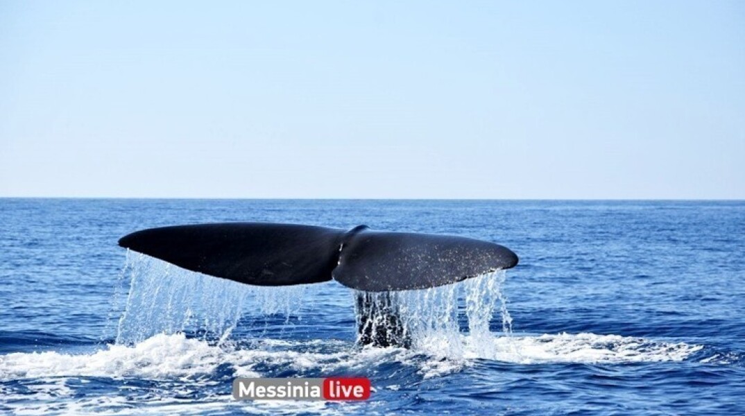 Φάλαινα στη Μάνη