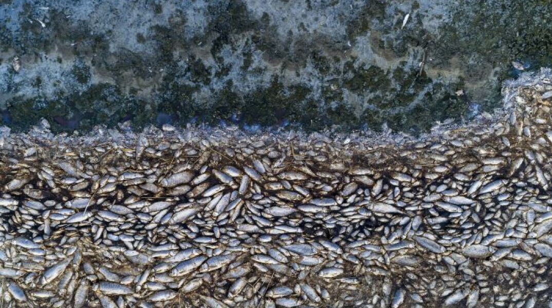 Nεκρά ψάρια 