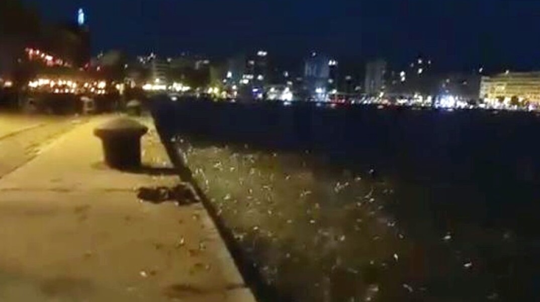 Σαρδέλες στην παραλία της Θεσσαλονίκης