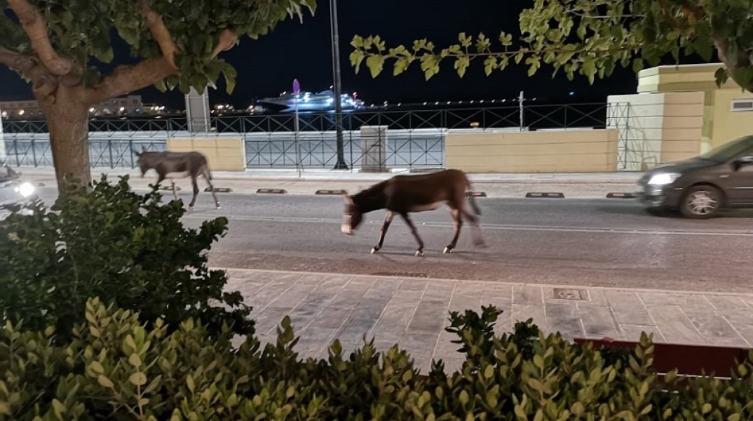 Γάιδαροι στην Ερμούπολη