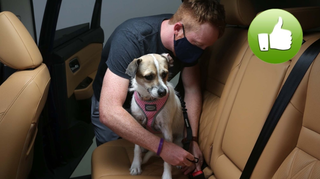 Συμβουλές για την ασφάλεια των κατοικιδίων όταν ταξιδεύουν με αυτοκίνητο.