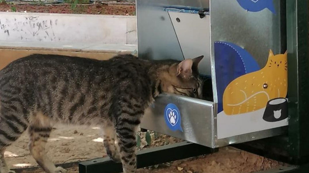 Αδέσποτη γάτα 