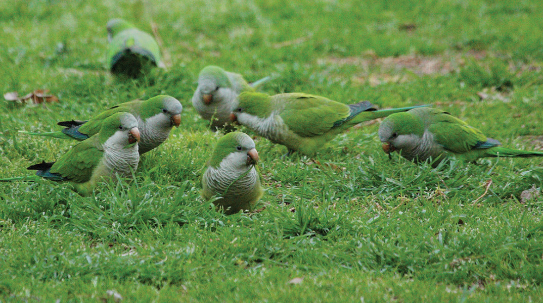 Παπαγάλοι στο Ζάππειο