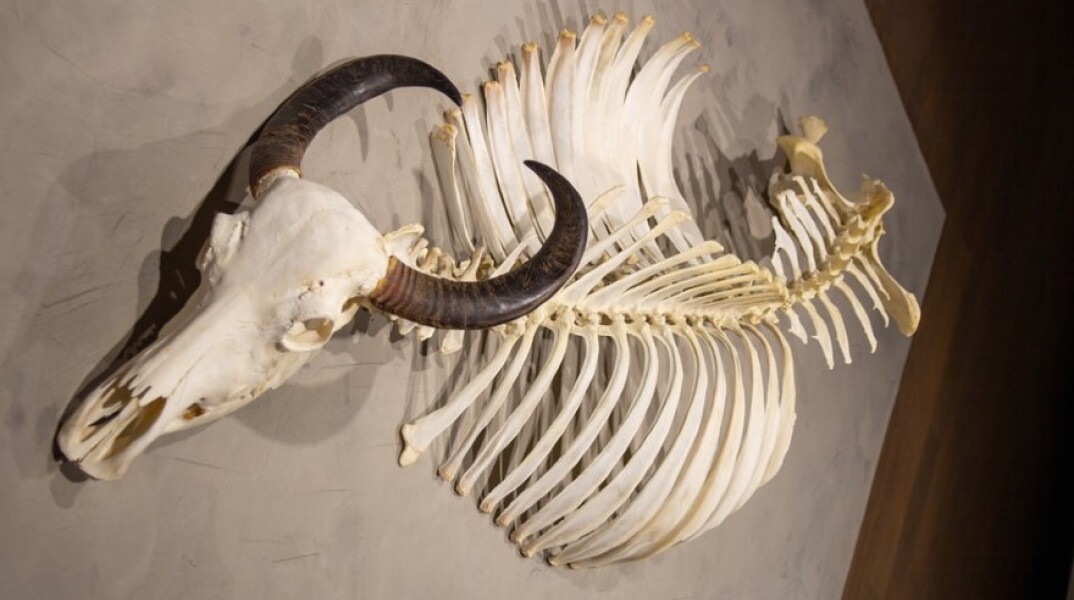 Εξαφανισμένο είδος