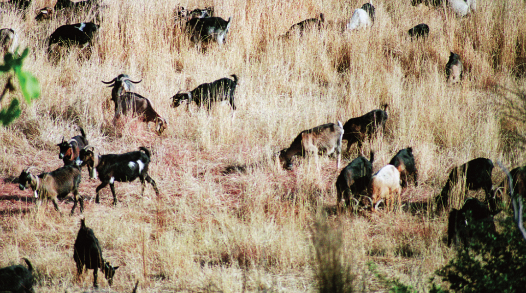 Τα Καμένα Βούρλα