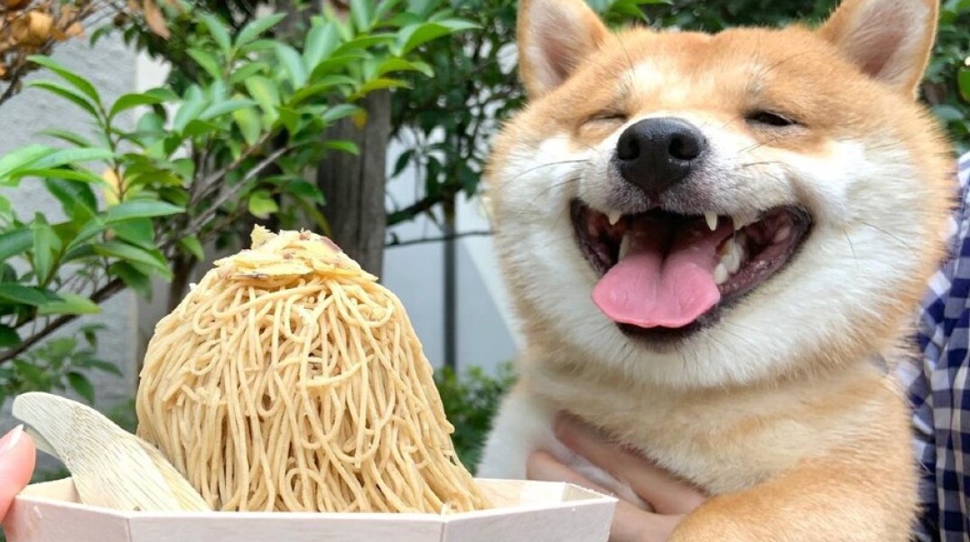 Uni: Ο σκύλος που χαμογελάει όποτε βλέπει φαγητό