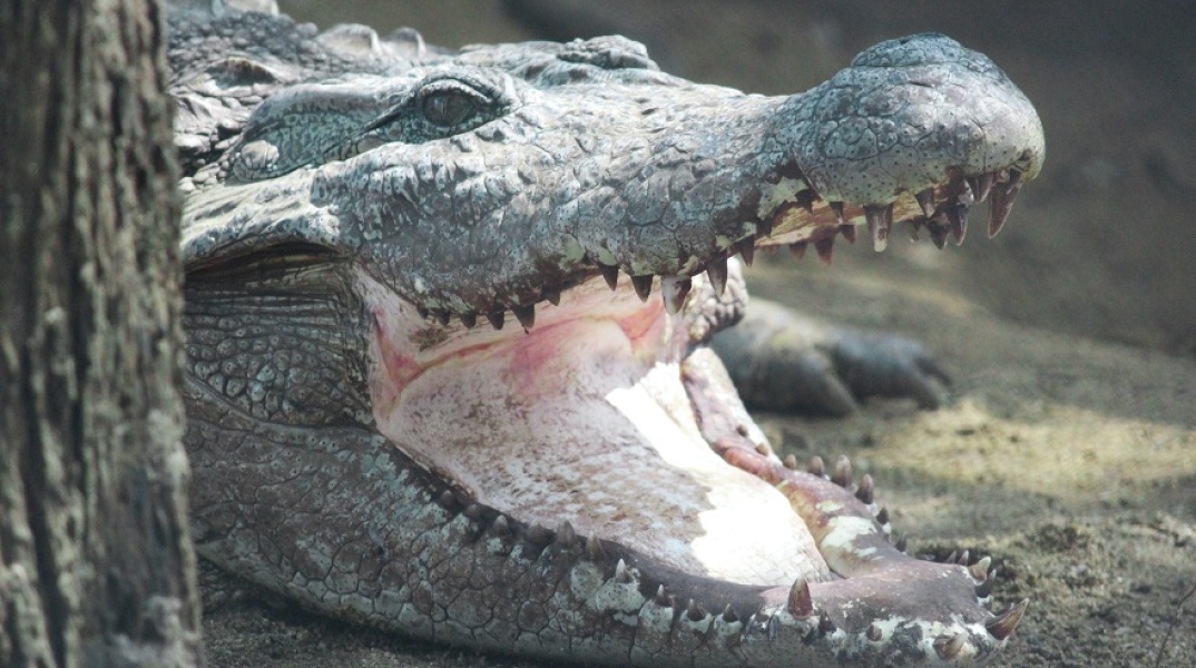 Κροκόδειλος