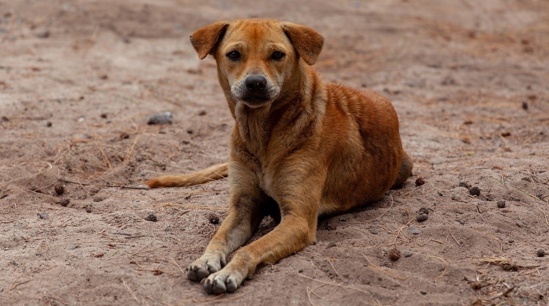 Αδέσποτος σκύλος