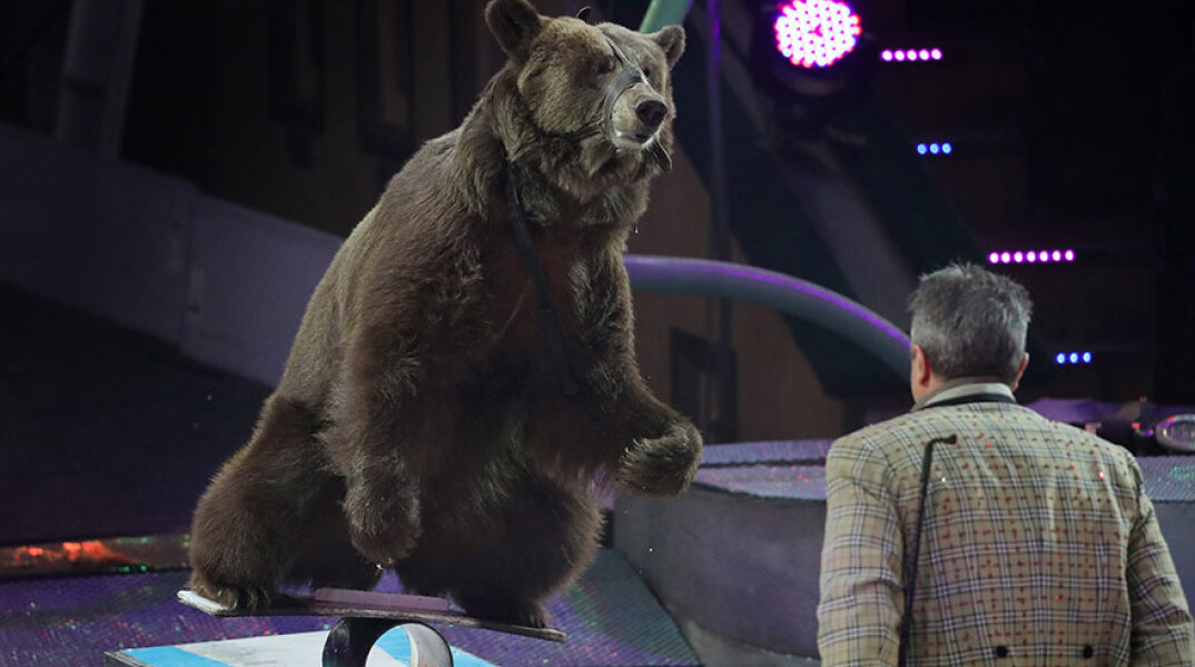 Αρκούδα σε τσίρκο (ΦΩΤΟ ΑΡΧΕΙΟΥ)