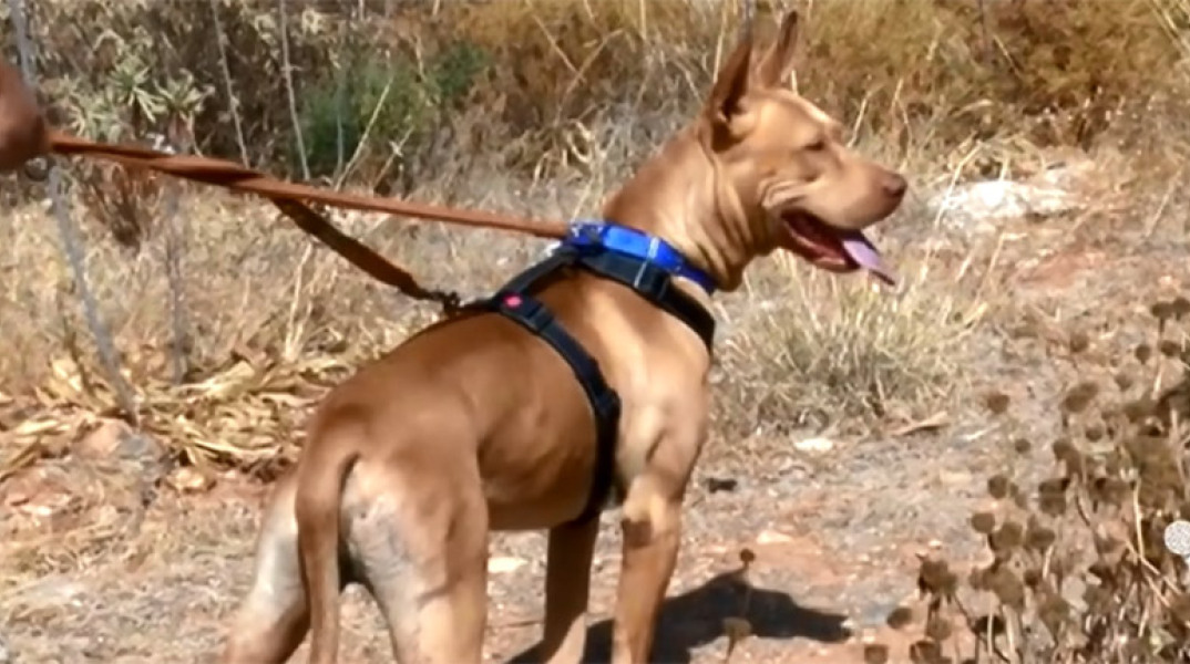 Σε διαθεσιμότητα ο υπάλληλος της ΔΕΗ που φέρεται να βασάνισε σκύλο