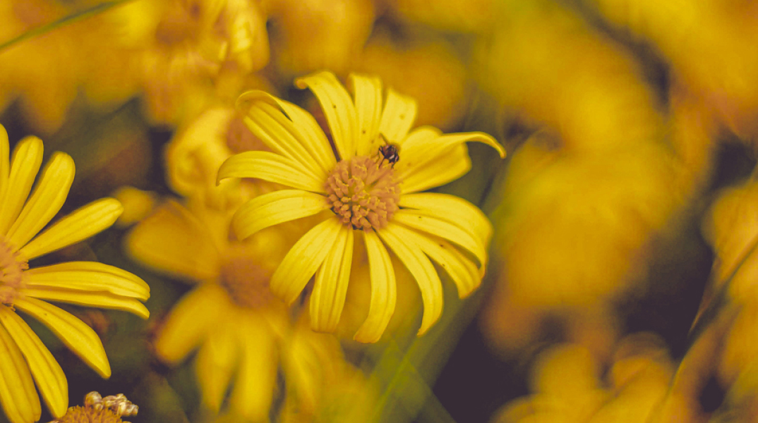 Γύρη η θαυματουργή