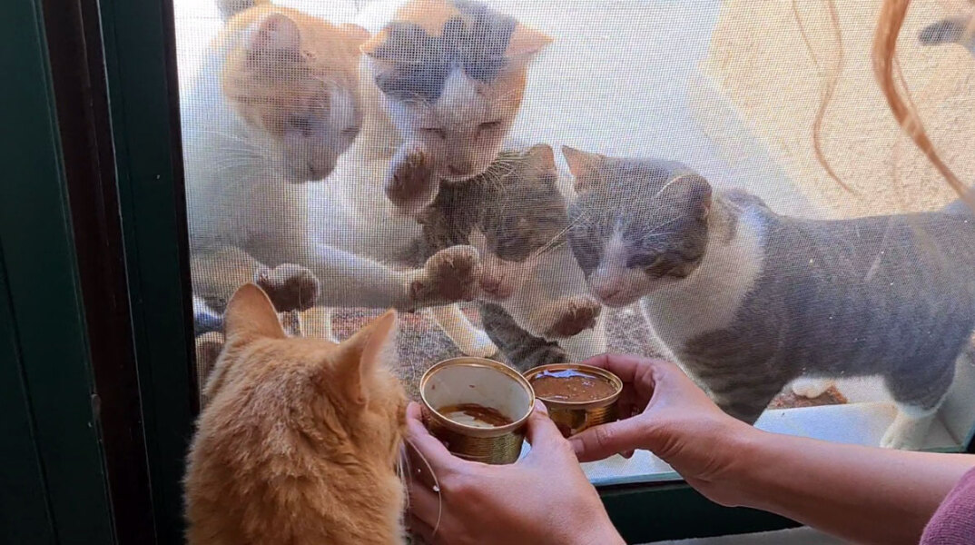 Γάτες λίγο πριν την ώρα του φαγητού ©Ελένη Μπεζιριάνογλου