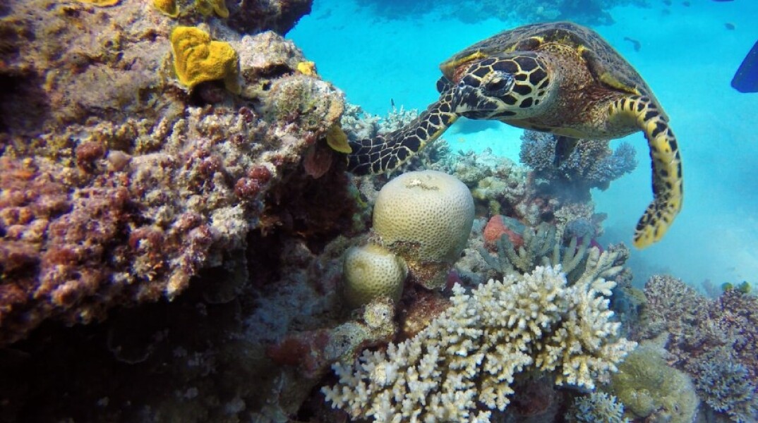 Ο Μεγάλος Κοραλλιογενής Ύφαλος 